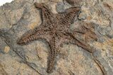 Ordovician Fossil Starfish and Brittle Star Plate - Morocco #225410-1